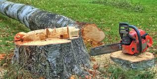 Best Tree Disease Treatment  in Ridgecrest, CA