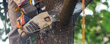 Best Arborist Consultation Services  in Ridgecrest, CA