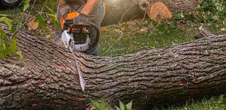 Best Lawn Watering Services  in Ridgecrest, CA