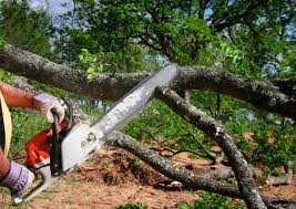 Best Root Management and Removal  in Ridgecrest, CA