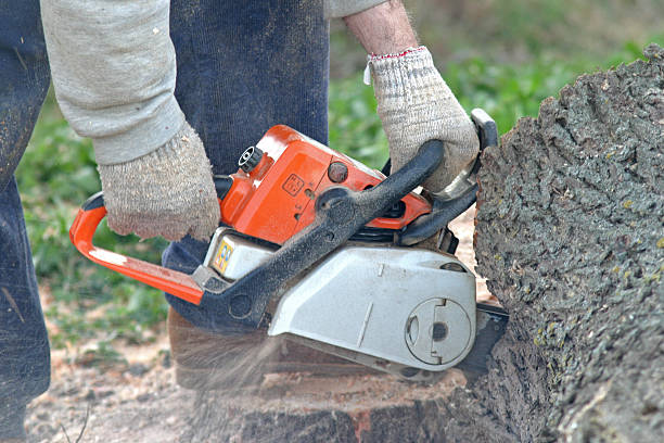 Best Tree Cabling and Bracing  in Ridgecrest, CA