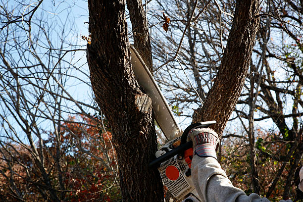 Best Stump Grinding and Removal  in Ridgecrest, CA