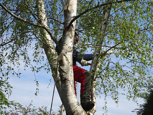  Ridgecrest, CA Tree Care Pros