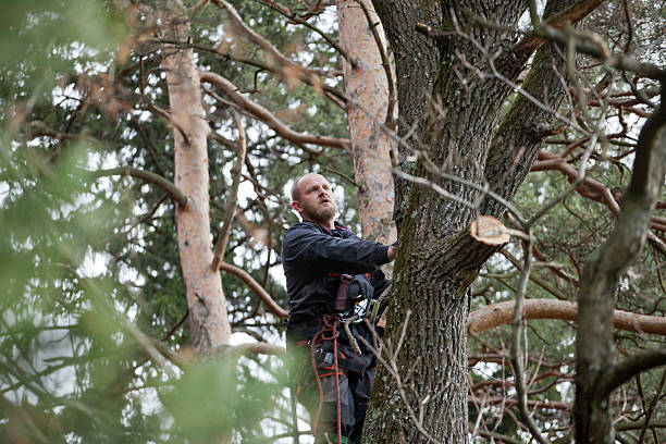 Best Leaf Removal  in Ridgecrest, CA