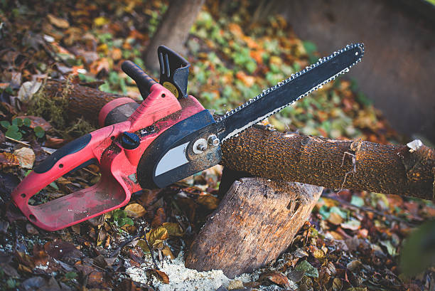 Best Tree Mulching  in Ridgecrest, CA