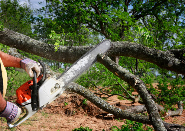 Best Tree Trimming and Pruning  in Ridgecrest, CA