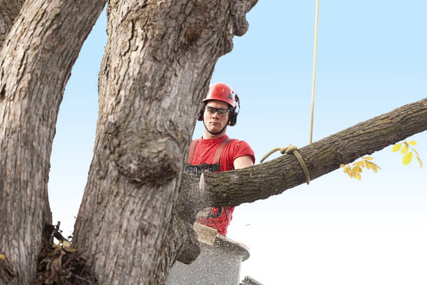 Reliable Ridgecrest, CA Tree Care Solutions